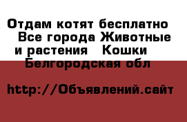 Отдам котят бесплатно  - Все города Животные и растения » Кошки   . Белгородская обл.